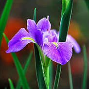 Blue Flag Iris - Iris Versicolor