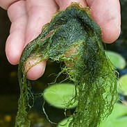 How to Cure Pond Blanket Weed