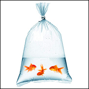 Large Polythene Fish Bags - 12 inch x 24 inch ( 30cm x 60cm) - Single