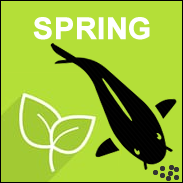 Spring Fish Foods - Full range