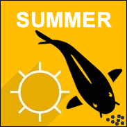 Summer Fish Foods - Full range
