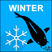 Winter Fish Foods - Full range