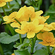 Marsh Marigold - Caltha Palustris