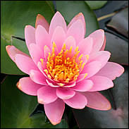 Nymphaea Pink Pond Lily - Single Dry Pack Pond Lily