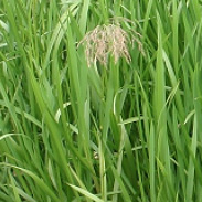 Reed Sweet Grass - Glyceria Maxima