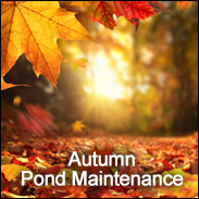 Autumn Pond Maintenance