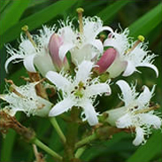 Bog Bean - Menyanthes Trifoliata