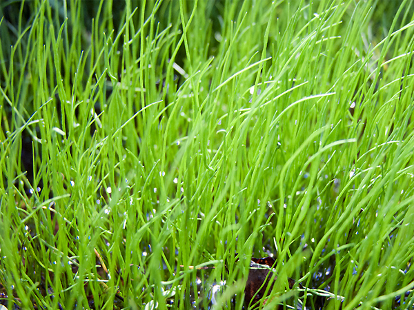 Large image of Pepper Grass - Pilularia Globulifera