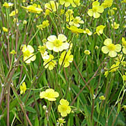 Lesser Spearwort - Ranunculus Flammula