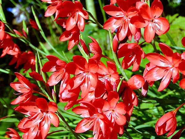 Large image of Red Cape Lily - Schyzostylis Coccinea Major